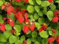 (фото 11) Весьма эффектны цветущая муссенда (Mussenda sp.) с огненно-красными чашелистикам