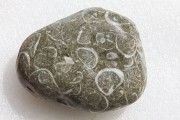 2. Фото гальки Галька карбонатно-силикатного состава с замещенной органикой. Сохранившиеся карбонатные оторочки указывают на первичное захоронение ракушняка (остатки триасовой фауны – более 200 млн лет).