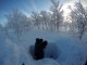 1.	Шурф в снежной толще (лесотундра, район 60-го км автодороги г. Мурманск - с. Териберка). 