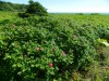 Цветущий шиповник на берегу залива Анива