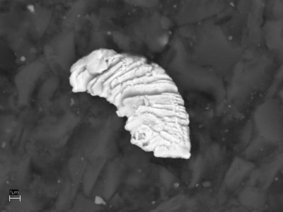 Рис. 1. Микропластина золота в силикатно-углеродистом матриксе графит-серицит-кварцевых сланцев (снято на сканирующем электронном микроскопе)