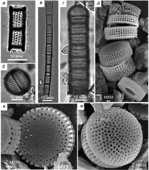 Рис. 7. Породообразующие таксоны Тереховского диатомита: а, в – Aulacoseira praegranulata var. praeislandica f. praeislandica (Sim.) Moiss., снимки на световом микроскопе (СМ); б, ж – панцири ауксоспор Aulacoseira, (б – СМ, ж – снимки на сканирующем электронном микроскопе (СЭМ)); г, д, е – морфологическая группа A. «praedistans» (г – СМ, д, е – СЭМ